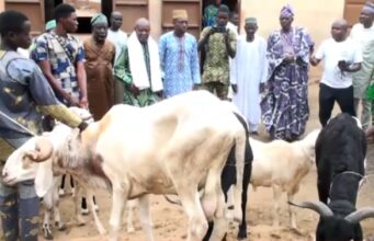 Tabaski 2024 : les amis Franco-algériens de l’honorable Dakpè Sossou ont offert une dizaine de béliers à la communauté musulmane de Ouèdèmè-Adja