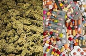 Lokossa : saisie d’une importante quantité de chanvre indien et de faux médicaments