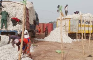 Campagne cotonnière 2024-2025 : l’usine d’égrenage de coton de SEROU recrute près de 400 agents saisonniers