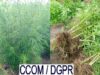 Bénin : un producteur de produits psychotropes arrêté