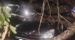 Bénin : une tornade déracine un arbre qui tombe sur un véhicule en pleine circulation, un blessé enregistré