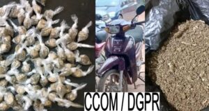 Comé : la police appréhende 04 individus en pleine consommation et commercialisation de chanvre indien dans un ghetto