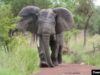 Tragédie à Tchaourou : un paysan tué par un éléphant en divagation à Woria