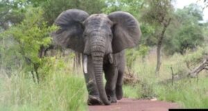 Tragédie à Tchaourou : un paysan tué par un éléphant en divagation à Woria