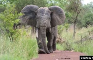 Tragédie à Tchaourou : un paysan tué par un éléphant en divagation à Woria