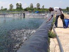 Moins d’importations et plus de poissons : Comé et 5 autres communes accueilleront bientôt de nouveaux villages aquacoles modernes