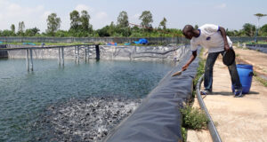 Moins d’importations et plus de poissons : Comé et 5 autres communes accueilleront bientôt de nouveaux villages aquacoles modernes