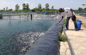 Moins d’importations et plus de poissons : Comé et 5 autres communes accueilleront bientôt de nouveaux villages aquacoles modernes