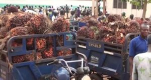 Opération conjointe Lokossa-Dogbo : interception de 8 tricycles de noix de palme volées, plusieurs suspects arrêtés