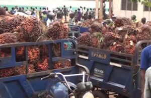 Opération conjointe Lokossa-Dogbo : interception de 8 tricycles de noix de palme volées, plusieurs suspects arrêtés