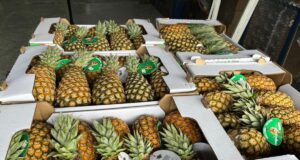 France : un lot d’ananas béninois retiré du marché, l’APIEx clarifie la situation et ouvre une enquête