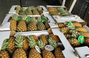 France : un lot d’ananas béninois retiré du marché, l’APIEx clarifie la situation et ouvre une enquête