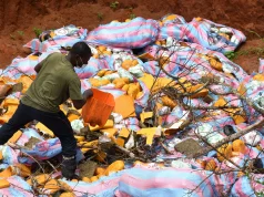 Bénin : grosse quantité de cocaïne et de cannabis réduite en cendres par l’Anracs