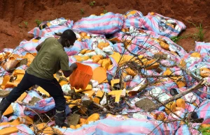 Bénin : grosse quantité de cocaïne et de cannabis réduite en cendres par l’Anracs