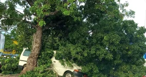 Forte pluie à Cotonou : 2 véhicules bousillés par la chute d’un arbre