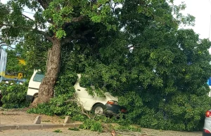 Forte pluie à Cotonou : 2 véhicules bousillés par la chute d’un arbre